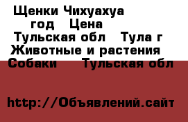 Щенки Чихуахуа 27.04.17.год › Цена ­ 9 500 - Тульская обл., Тула г. Животные и растения » Собаки   . Тульская обл.